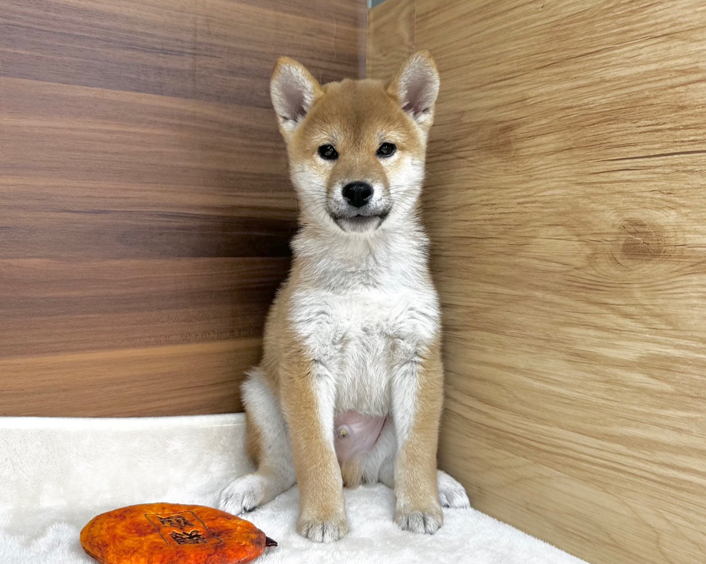 群馬県の柴犬(標準サイズ) (かねだいペットトライアル桐生/2025年8月30日生まれ/男の子/赤)の子犬の4枚目の画像