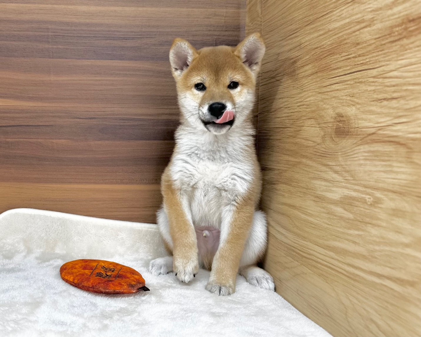 群馬県の柴犬(標準サイズ) (かねだいペットトライアル桐生/2025年8月30日生まれ/男の子/赤)の子犬の2枚目の画像