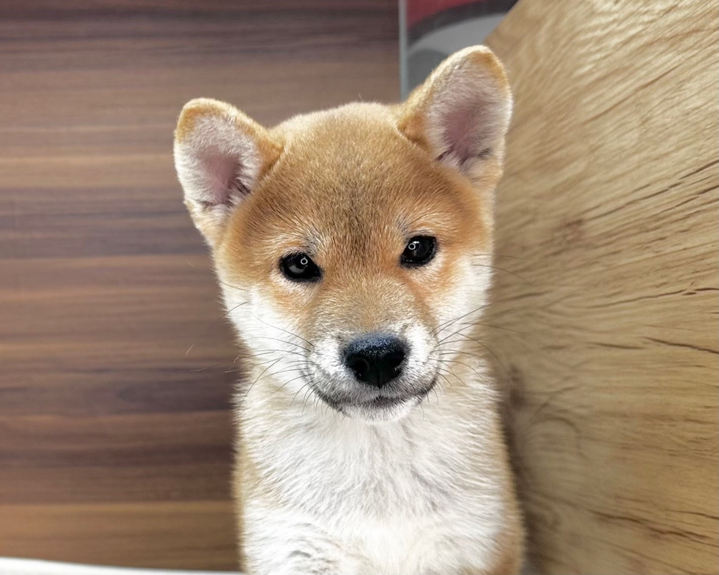 群馬県の柴犬(標準サイズ) (かねだいペットトライアル桐生/2025年8月30日生まれ/男の子/赤)の子犬の1枚目の画像