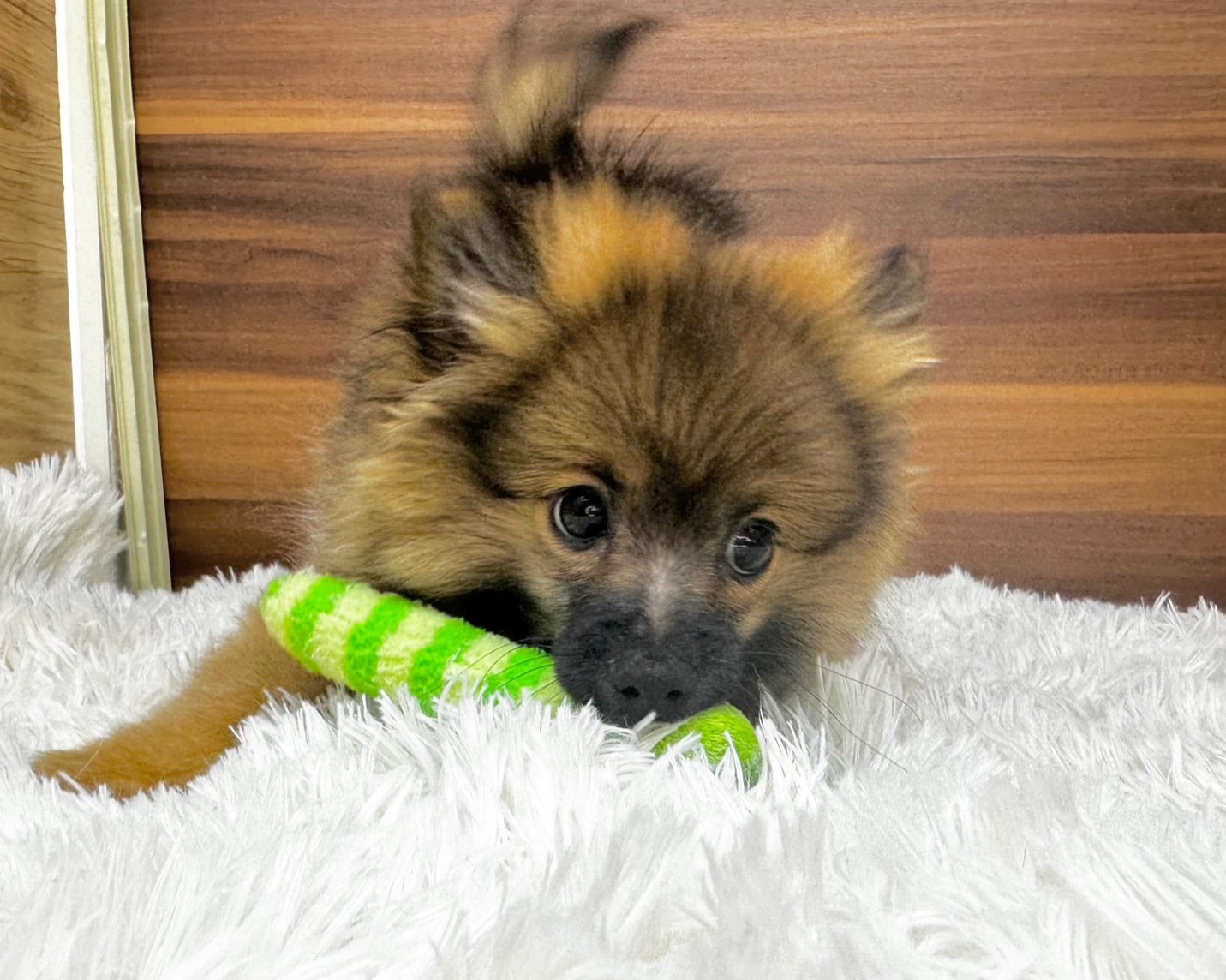 群馬県のポメラニアン (かねだいペットトライアル桐生/2025年8月4日生まれ/男の子/オレンジ／セーブル)の子犬の2枚目の画像