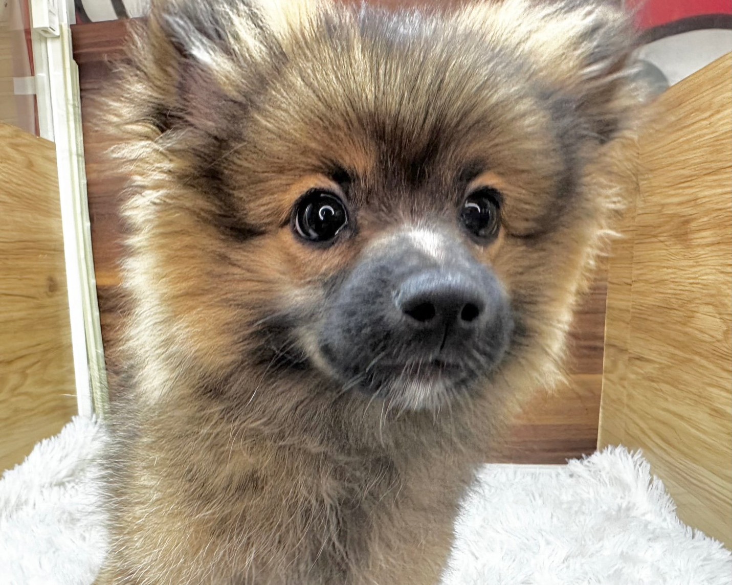 群馬県のポメラニアン (かねだいペットトライアル桐生/2025年8月4日生まれ/男の子/オレンジ／セーブル)の子犬の1枚目の画像