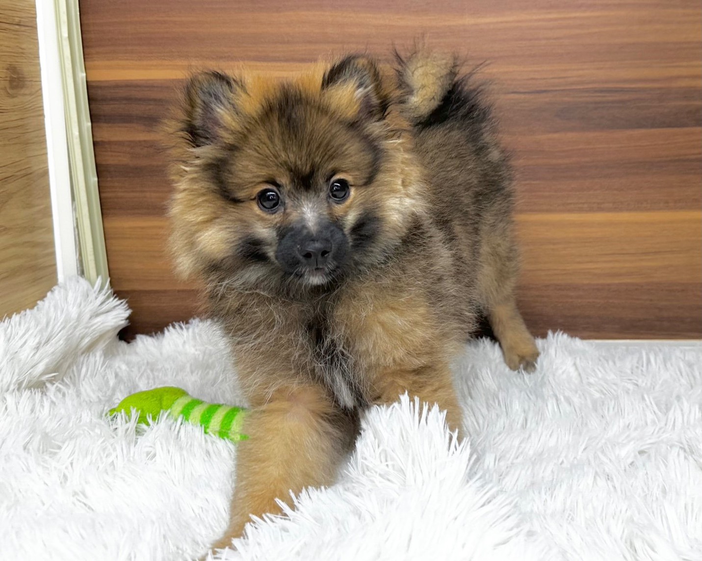 群馬県のポメラニアン (かねだいペットトライアル桐生/2025年8月4日生まれ/男の子/オレンジ／セーブル)の子犬の3枚目の画像