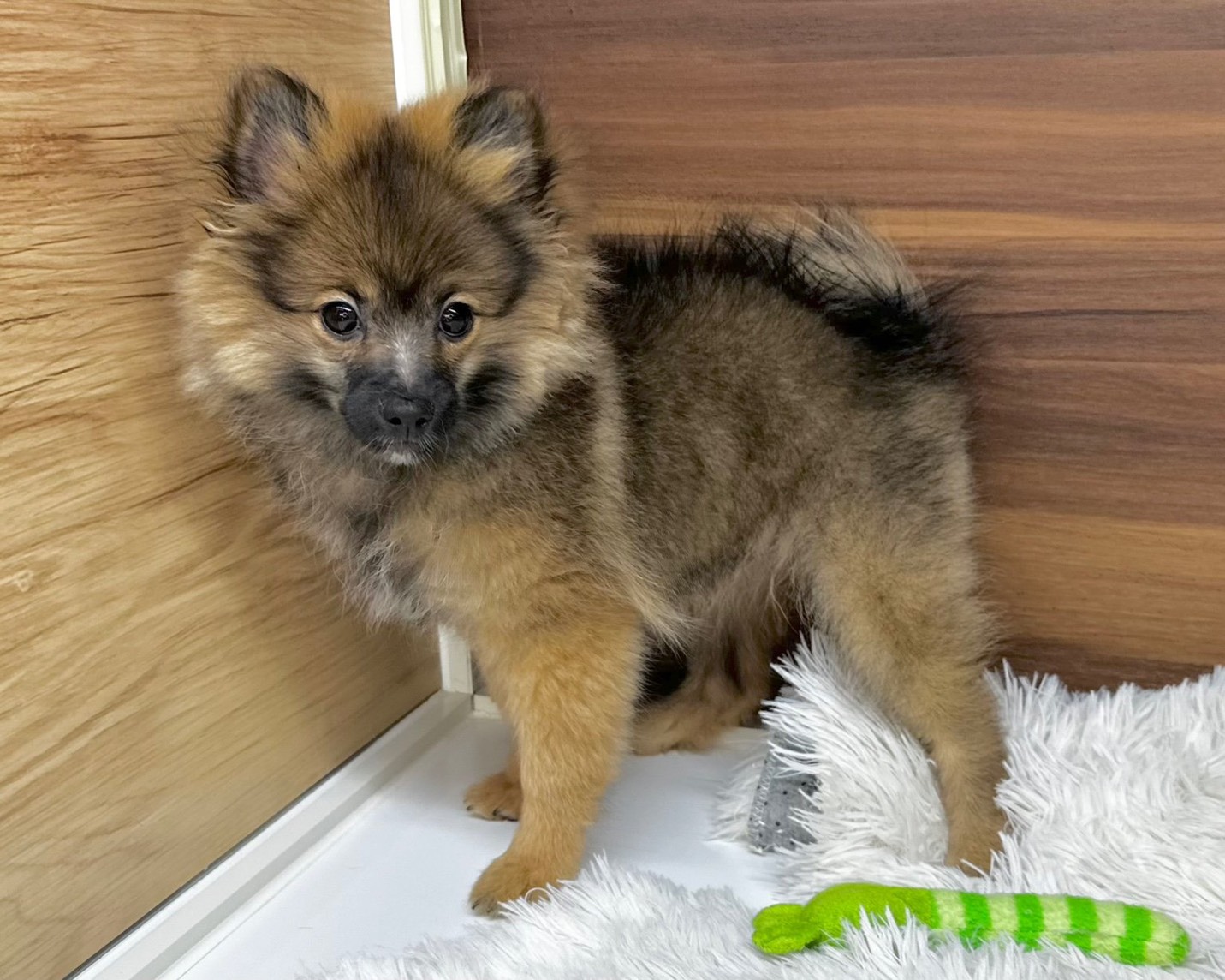 群馬県のポメラニアン (かねだいペットトライアル桐生/2025年8月4日生まれ/男の子/オレンジ／セーブル)の子犬の4枚目の画像