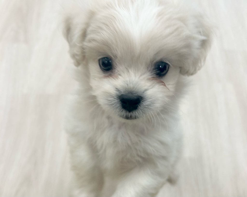 群馬県のハーフ犬・ミックス犬 (かねだいペットトライアル前橋/2025年9月1日生まれ/男の子/クリーム)の子犬の1枚目の画像