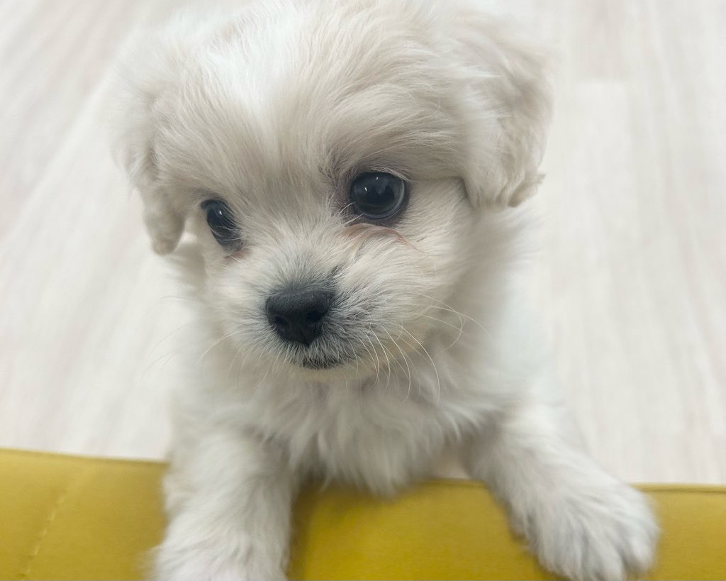 群馬県のハーフ犬・ミックス犬 (かねだいペットトライアル前橋/2025年9月1日生まれ/男の子/クリーム)の子犬の2枚目の画像