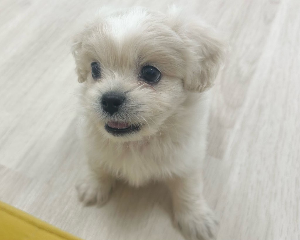 群馬県のハーフ犬・ミックス犬 (かねだいペットトライアル前橋/2025年9月1日生まれ/男の子/クリーム)の子犬の3枚目の画像