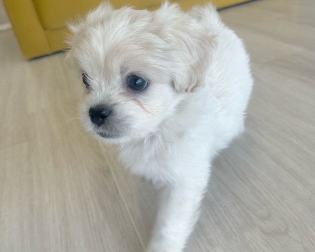 群馬県のハーフ犬・ミックス犬 (かねだいペットトライアル前橋/2025年9月1日生まれ/男の子/クリーム)の子犬の4枚目の画像