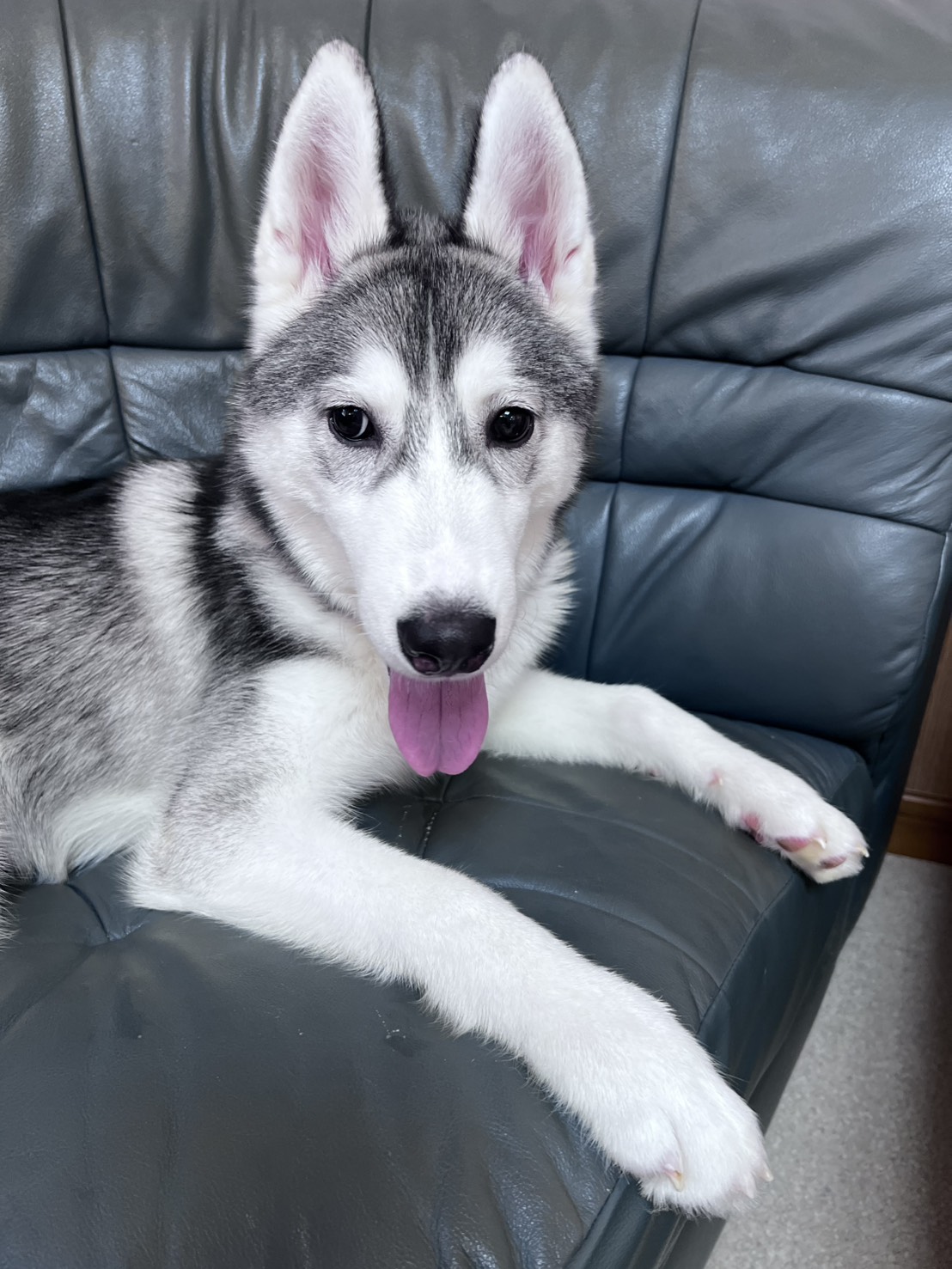 茨城県のシベリアンハスキー (かねだいペットトライアル利根川/2025年6月12日生まれ/男の子/シルバーホワイト)の子犬の1枚目の画像