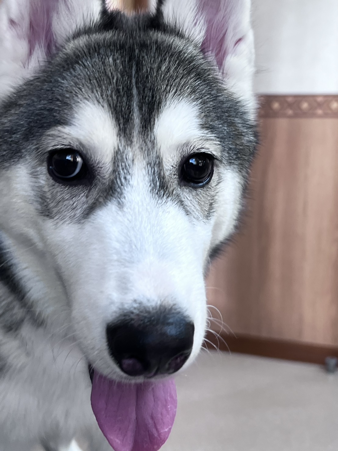 茨城県のシベリアンハスキー (かねだいペットトライアル利根川/2025年6月12日生まれ/男の子/シルバーホワイト)の子犬の2枚目の画像