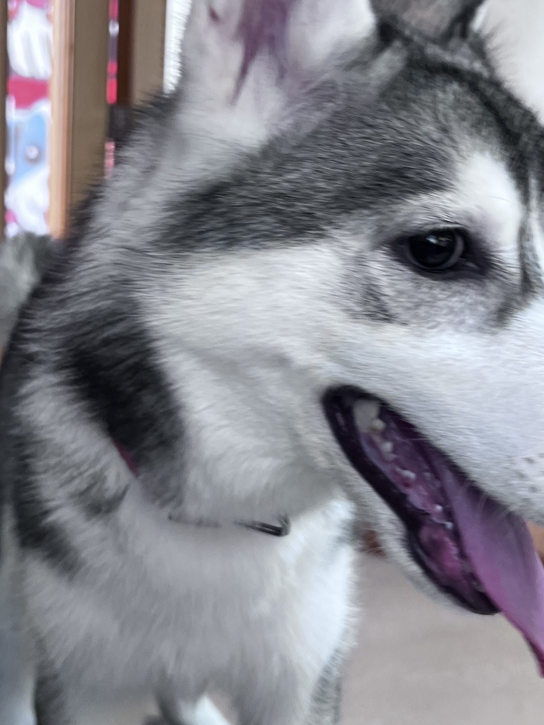 茨城県のシベリアンハスキー (かねだいペットトライアル利根川/2025年6月12日生まれ/男の子/シルバーホワイト)の子犬の3枚目の画像