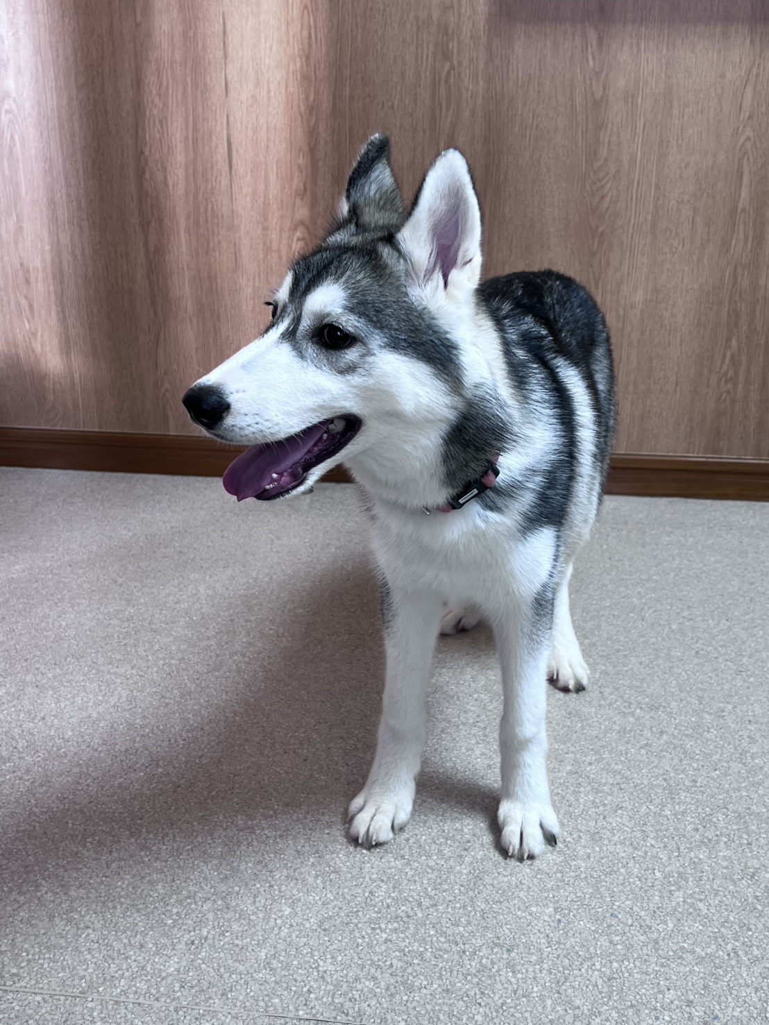 茨城県のシベリアンハスキー (かねだいペットトライアル利根川/2025年6月12日生まれ/男の子/シルバーホワイト)の子犬の4枚目の画像