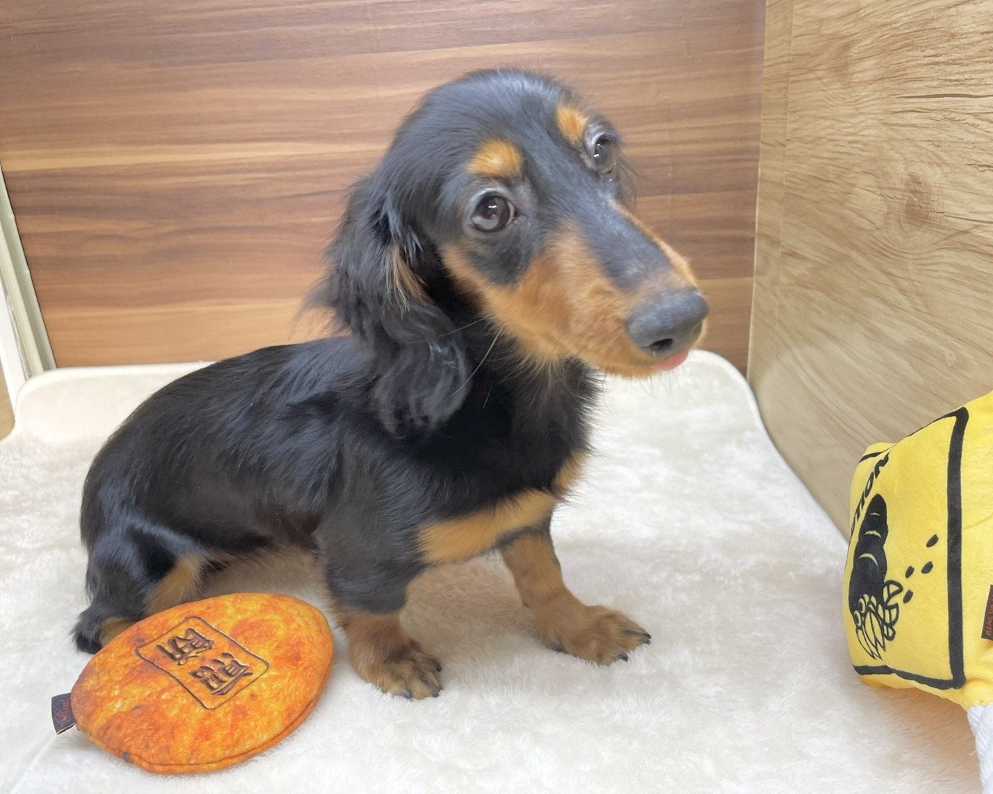 群馬県のミニチュアダックスフンド(ロング) (かねだいペットトライアル桐生/2025年5月11日生まれ/女の子/ブラックタン)の子犬の4枚目の画像