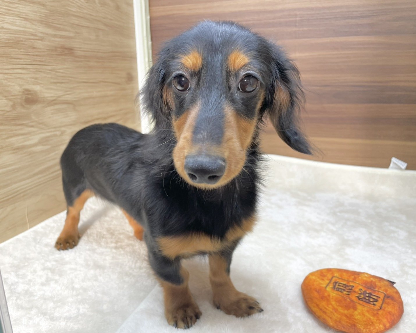 群馬県のミニチュアダックスフンド(ロング) (かねだいペットトライアル桐生/2025年5月11日生まれ/女の子/ブラックタン)の子犬の3枚目の画像