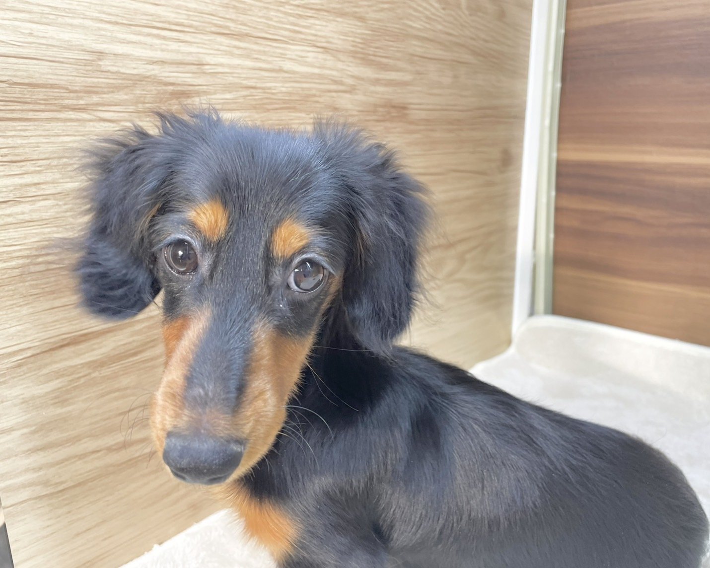 群馬県のミニチュアダックスフンド(ロング) (かねだいペットトライアル桐生/2025年5月11日生まれ/女の子/ブラックタン)の子犬の1枚目の画像