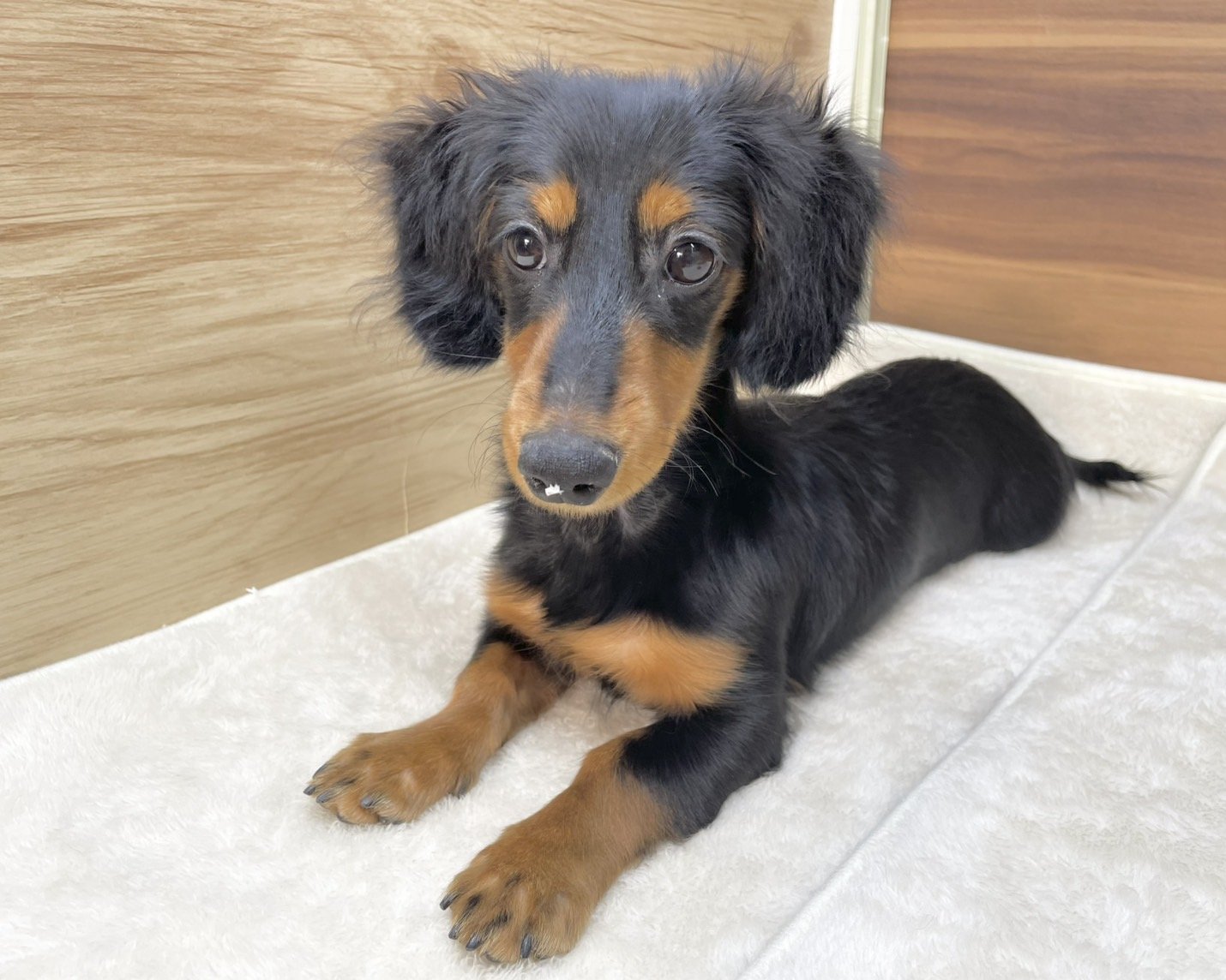 群馬県のミニチュアダックスフンド(ロング) (かねだいペットトライアル桐生/2025年5月11日生まれ/女の子/ブラックタン)の子犬の2枚目の画像