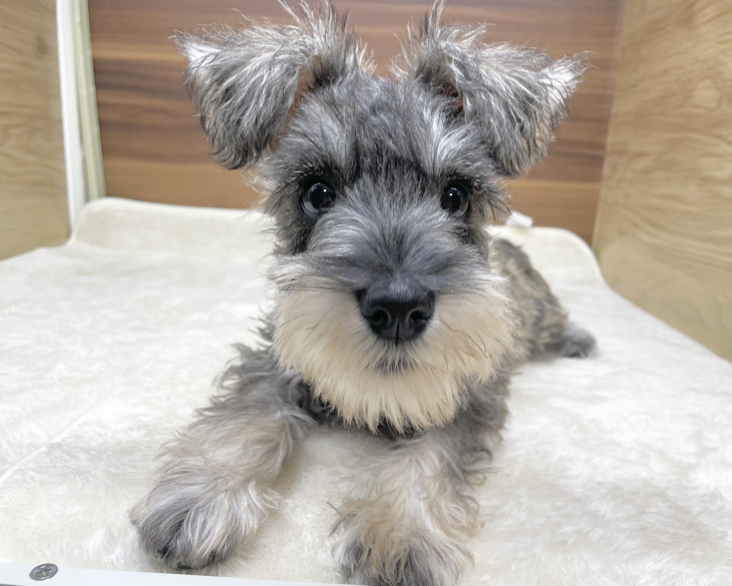 群馬県のミニチュアシュナウザー (かねだいペットトライアル桐生/2025年7月27日生まれ/女の子/ソルトペッパー)の子犬の2枚目の画像