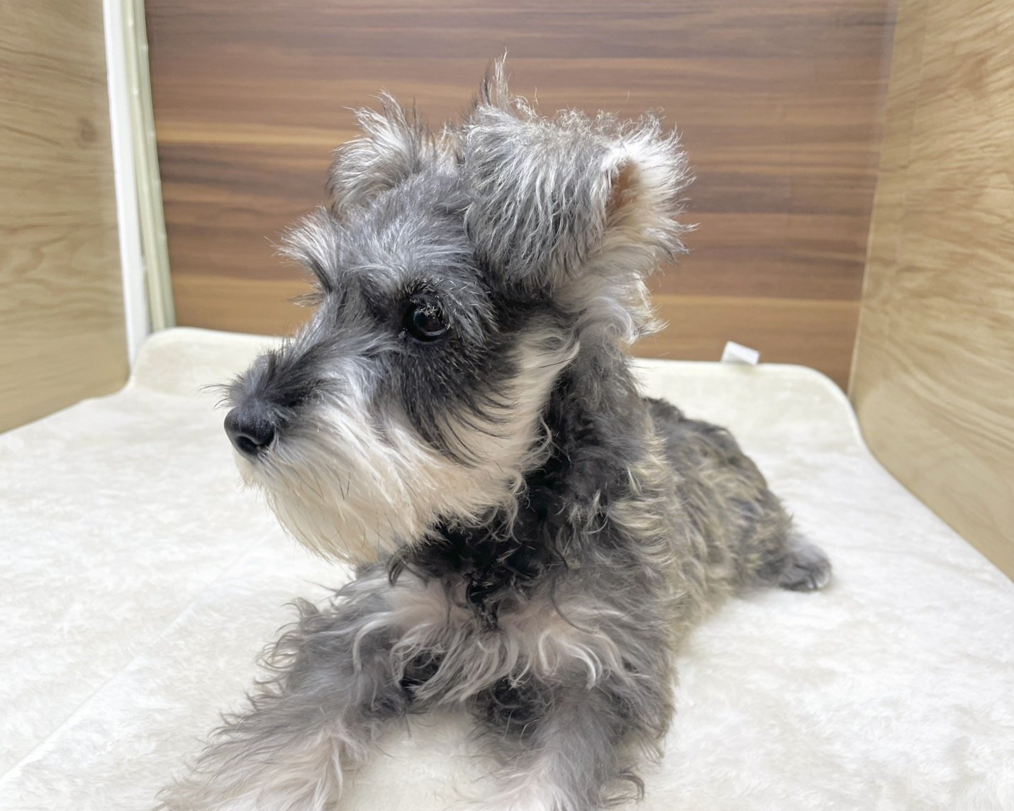 群馬県のミニチュアシュナウザー (かねだいペットトライアル桐生/2025年7月27日生まれ/女の子/ソルトペッパー)の子犬の3枚目の画像
