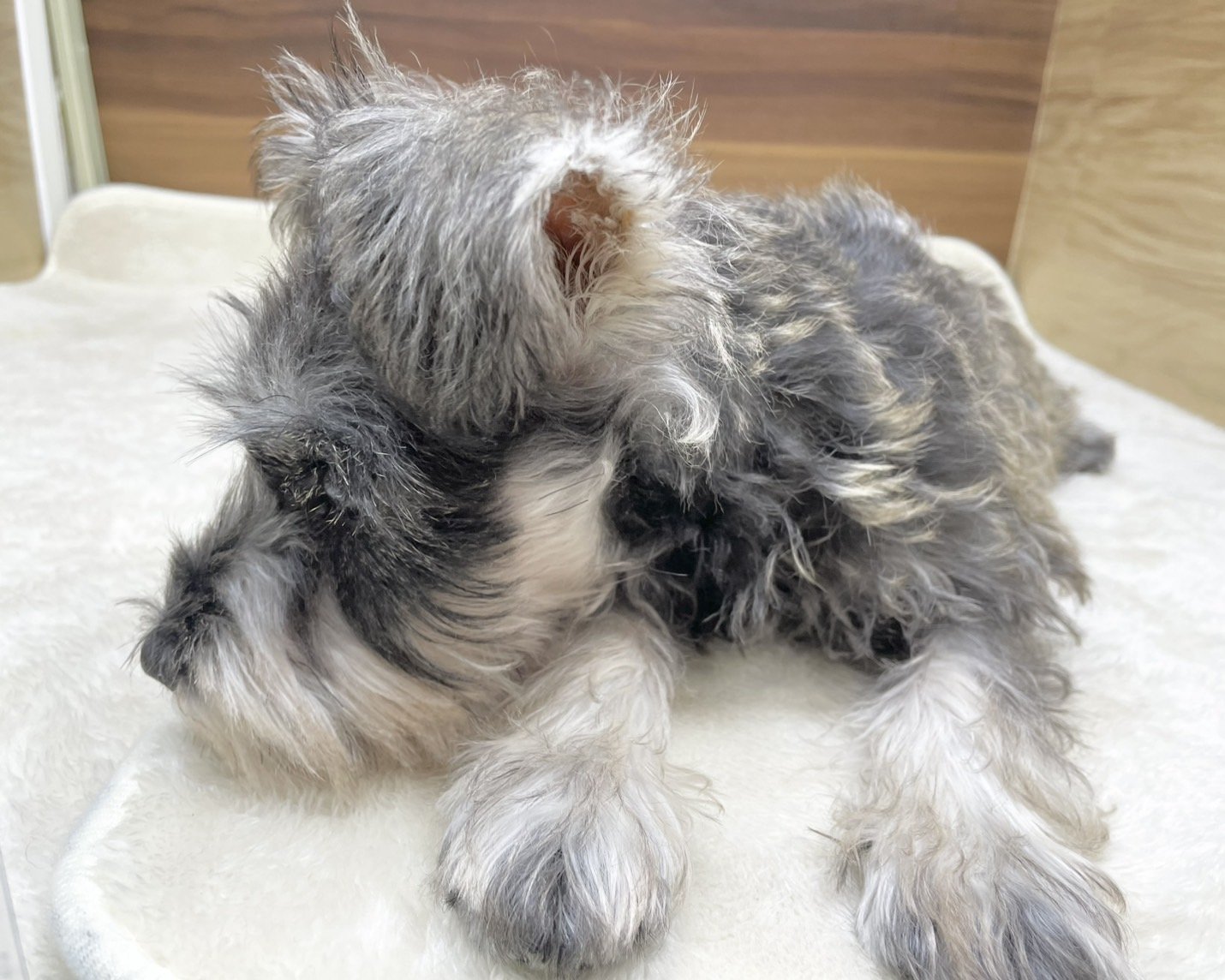 群馬県のミニチュアシュナウザー (かねだいペットトライアル桐生/2025年7月27日生まれ/女の子/ソルトペッパー)の子犬の4枚目の画像