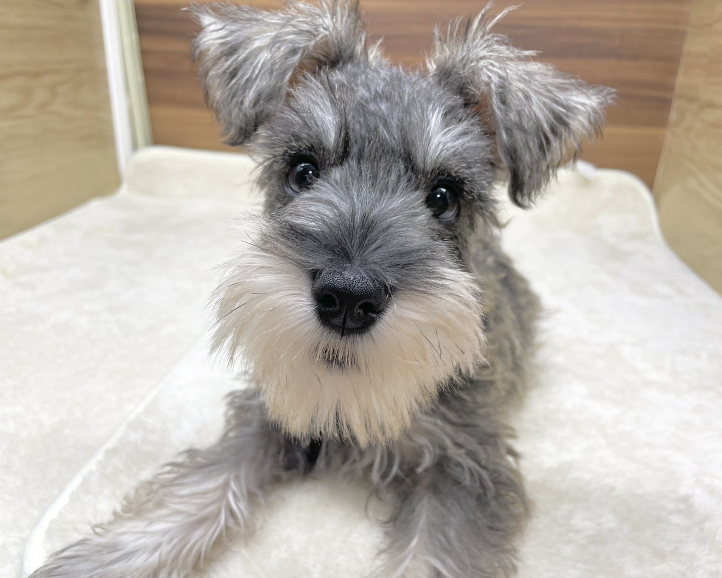 群馬県のミニチュアシュナウザー (かねだいペットトライアル桐生/2025年7月27日生まれ/女の子/ソルトペッパー)の子犬の1枚目の画像