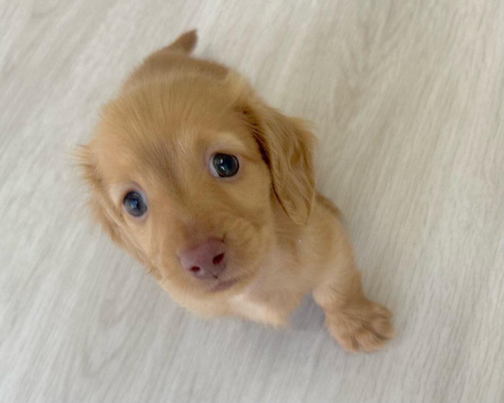 群馬県のミニチュアダックスフンド(ロング) (かねだいペットトライアル前橋/2025年8月31日生まれ/男の子/クリアレッド)の子犬の1枚目の画像