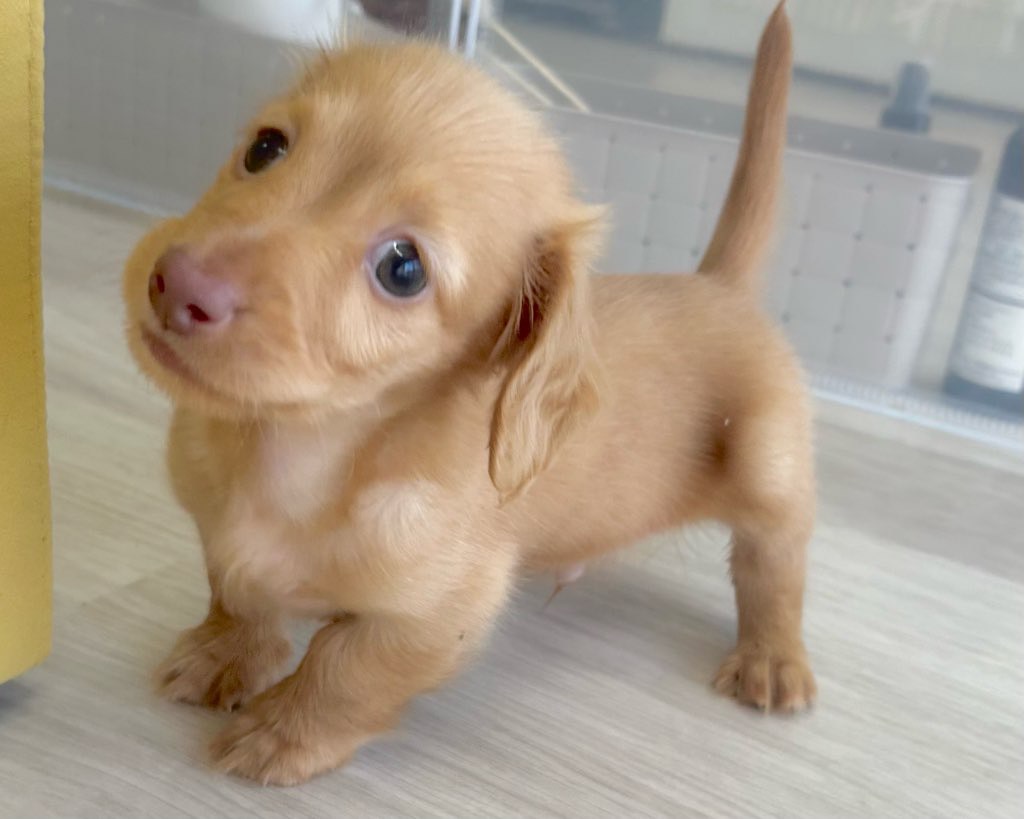 群馬県のミニチュアダックスフンド(ロング) (かねだいペットトライアル前橋/2025年8月31日生まれ/男の子/クリアレッド)の子犬の2枚目の画像