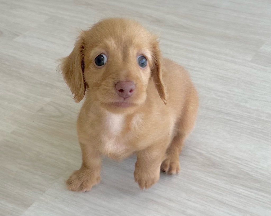 群馬県のミニチュアダックスフンド(ロング) (かねだいペットトライアル前橋/2025年8月31日生まれ/男の子/クリアレッド)の子犬の3枚目の画像