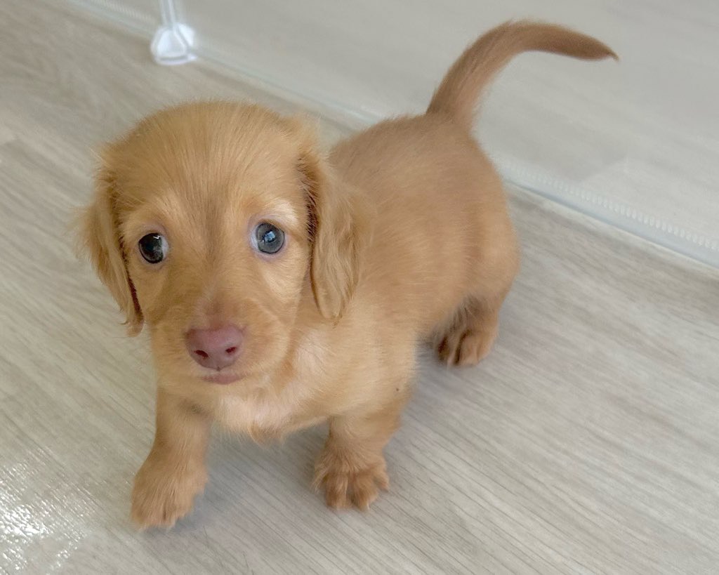 群馬県のミニチュアダックスフンド(ロング) (かねだいペットトライアル前橋/2025年8月31日生まれ/男の子/クリアレッド)の子犬の4枚目の画像