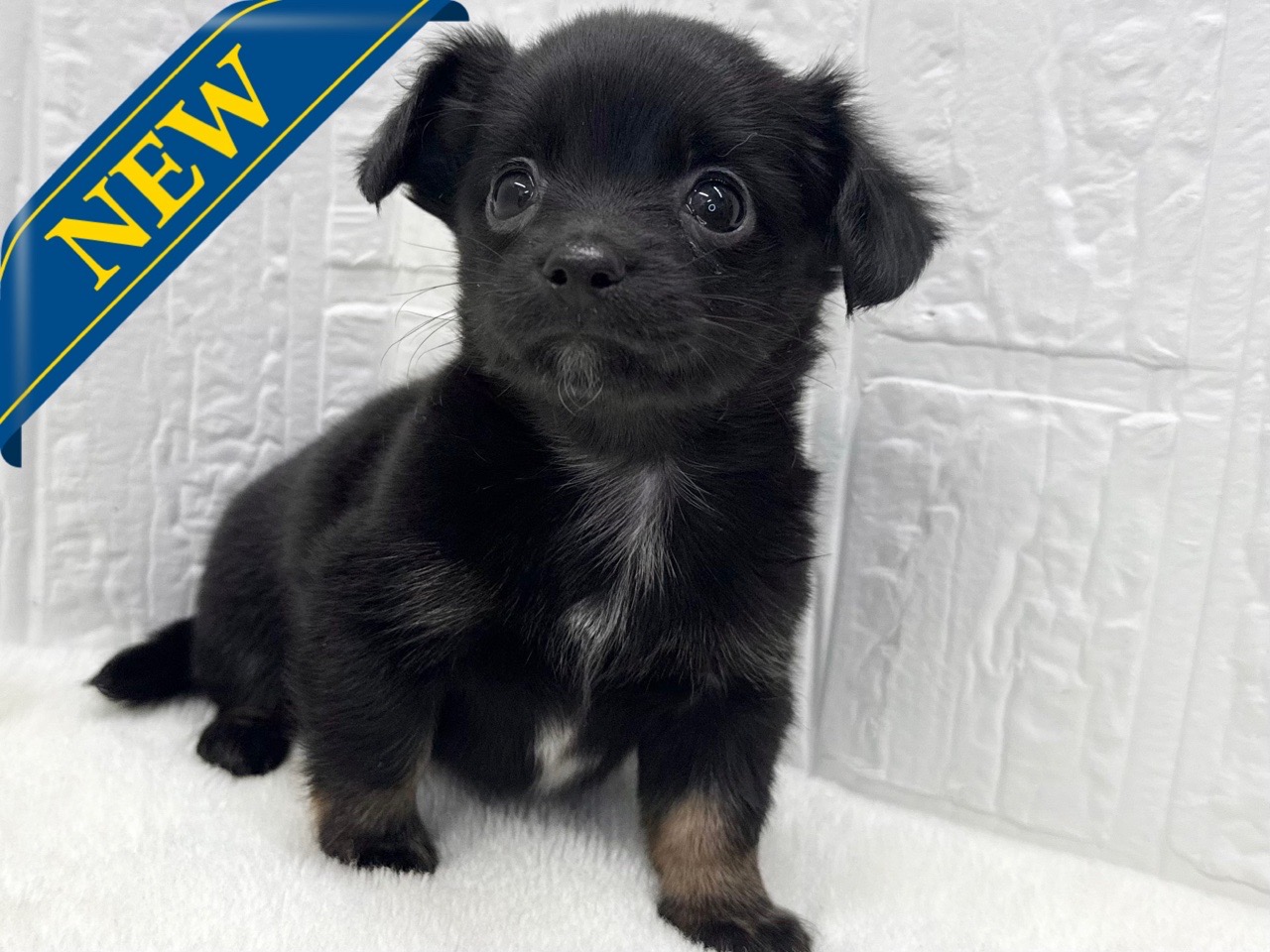 東京都のチワックス(チワワ×ダックス) (かねだい青梅店/2025年9月14日生まれ/男の子/ブラックホワイト)の子犬の1枚目の画像