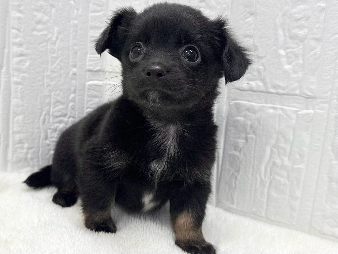 東京都のチワックス(チワワ×ダックス) (かねだい青梅店/2025年9月14日生まれ/男の子/ブラックホワイト)の子犬の2枚目の画像