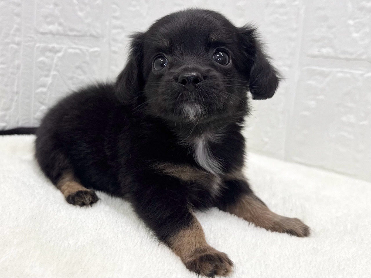 東京都のチワックス(チワワ×ダックス) (かねだい青梅店/2025年9月14日生まれ/女の子/ブラックタン)の子犬の2枚目の画像