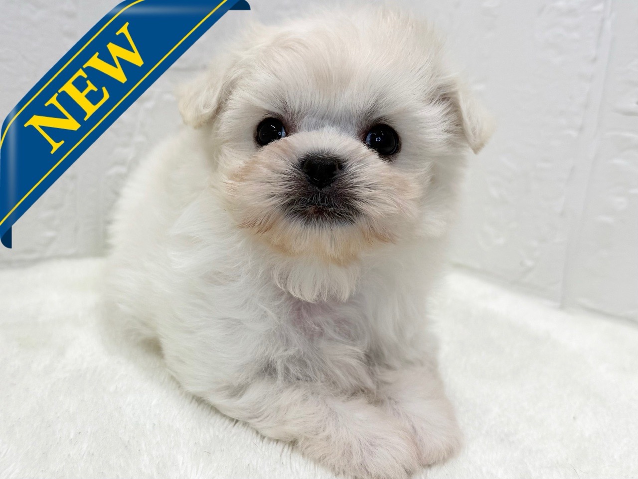 東京都のペキマル/マルペキ(ペキニーズ×マルチーズ) (かねだい青梅店/2025年9月16日生まれ/女の子/ホワイト)の子犬の1枚目の画像