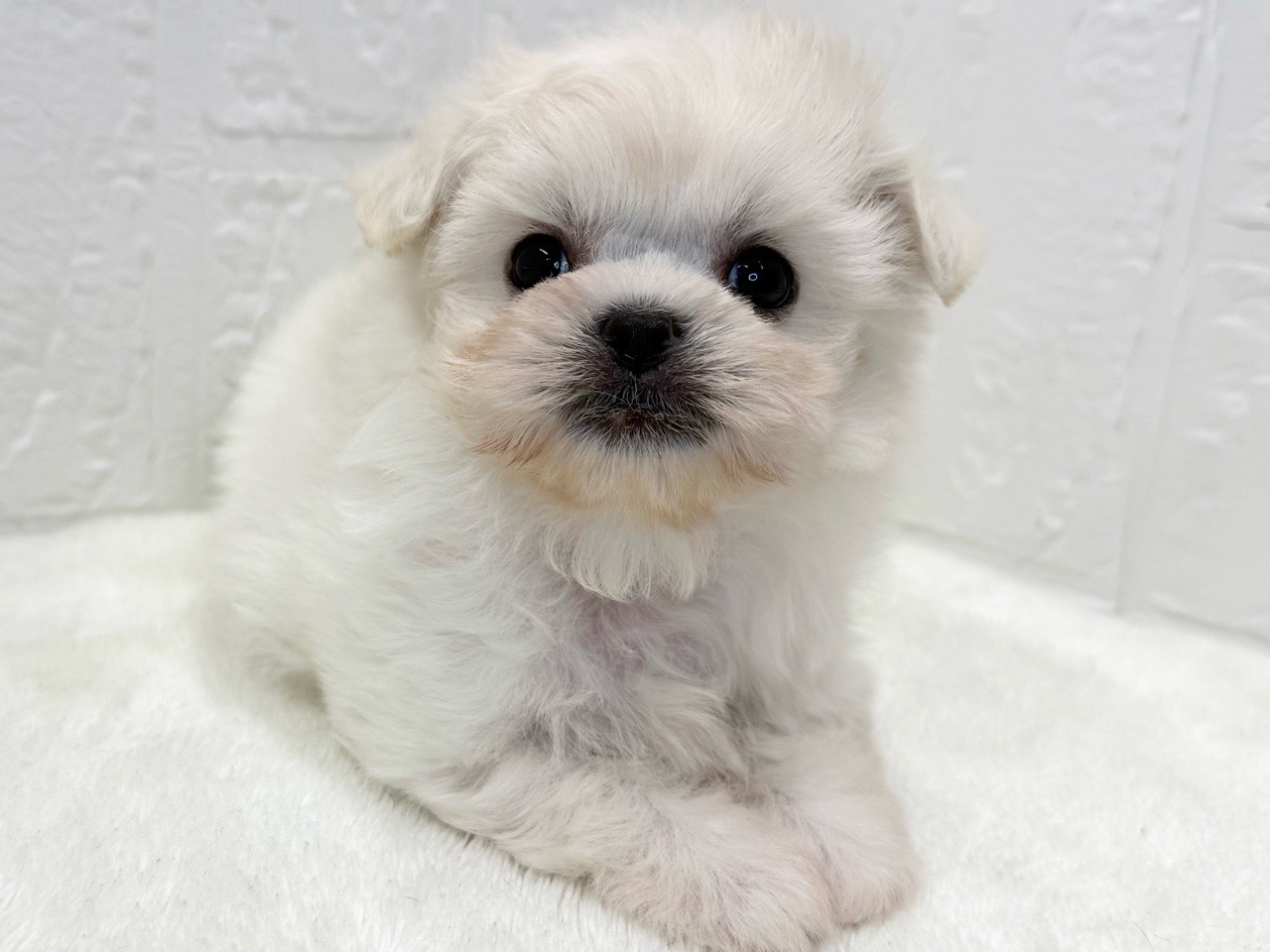 東京都のペキマル/マルペキ(ペキニーズ×マルチーズ) (かねだい青梅店/2025年9月16日生まれ/女の子/ホワイト)の子犬の2枚目の画像