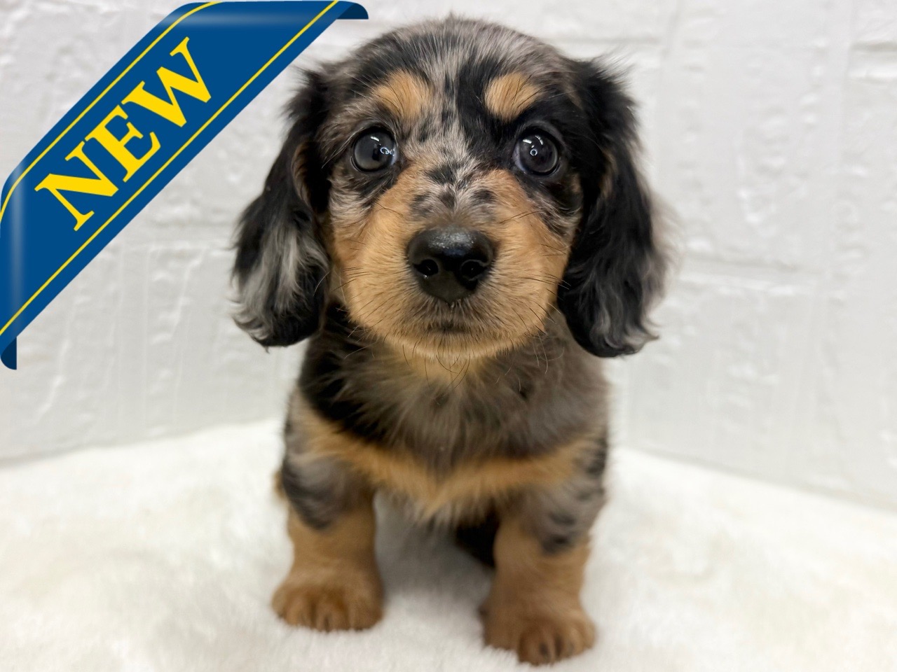 東京都のミニチュアダックスフンド(ロング) (かねだい青梅店/2025年9月12日生まれ/女の子/シルバーダップル)の子犬の1枚目の画像