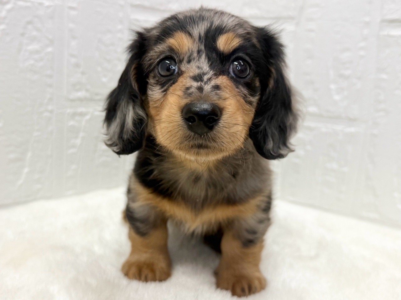 東京都のミニチュアダックスフンド(ロング) (かねだい青梅店/2025年9月12日生まれ/女の子/シルバーダップル)の子犬の2枚目の画像