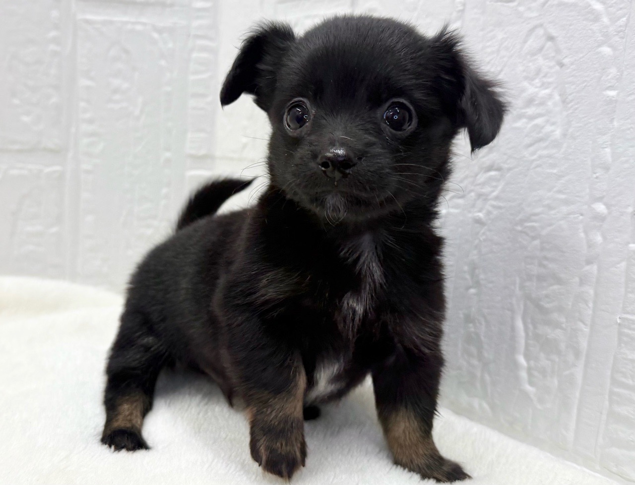 東京都のチワックス(チワワ×ダックス) (かねだい青梅店/2025年9月14日生まれ/男の子/ブラックホワイト)の子犬の3枚目の画像