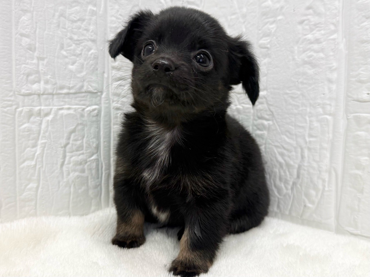 東京都のチワックス(チワワ×ダックス) (かねだい青梅店/2025年9月14日生まれ/男の子/ブラックホワイト)の子犬の4枚目の画像