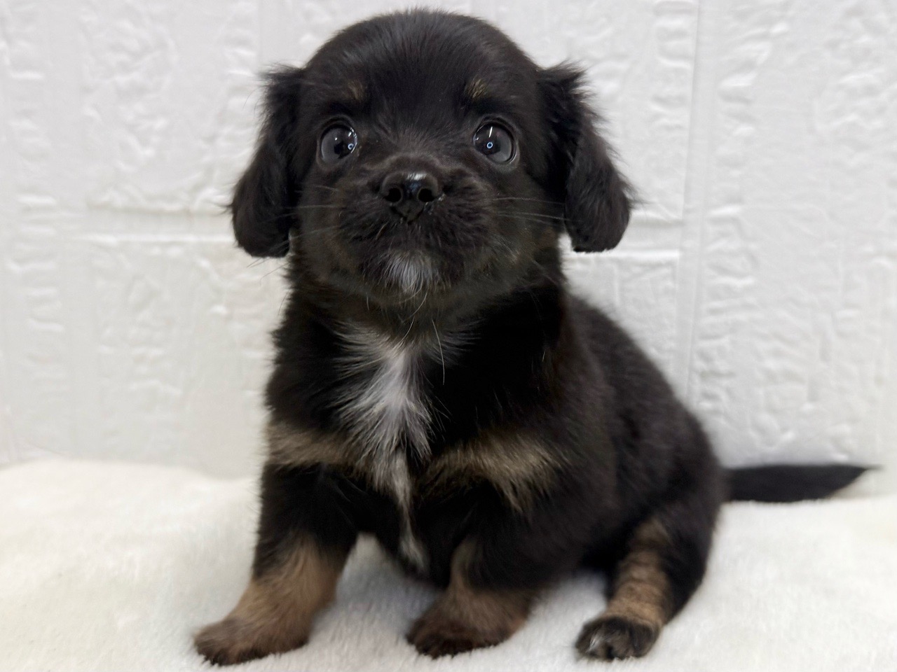 東京都のチワックス(チワワ×ダックス) (かねだい青梅店/2025年9月14日生まれ/女の子/ブラックタン)の子犬の3枚目の画像