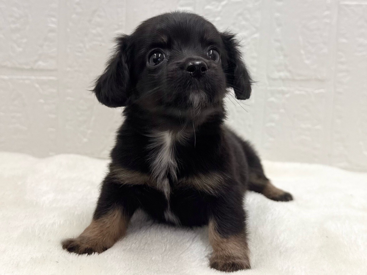 東京都のチワックス(チワワ×ダックス) (かねだい青梅店/2025年9月14日生まれ/女の子/ブラックタン)の子犬の4枚目の画像