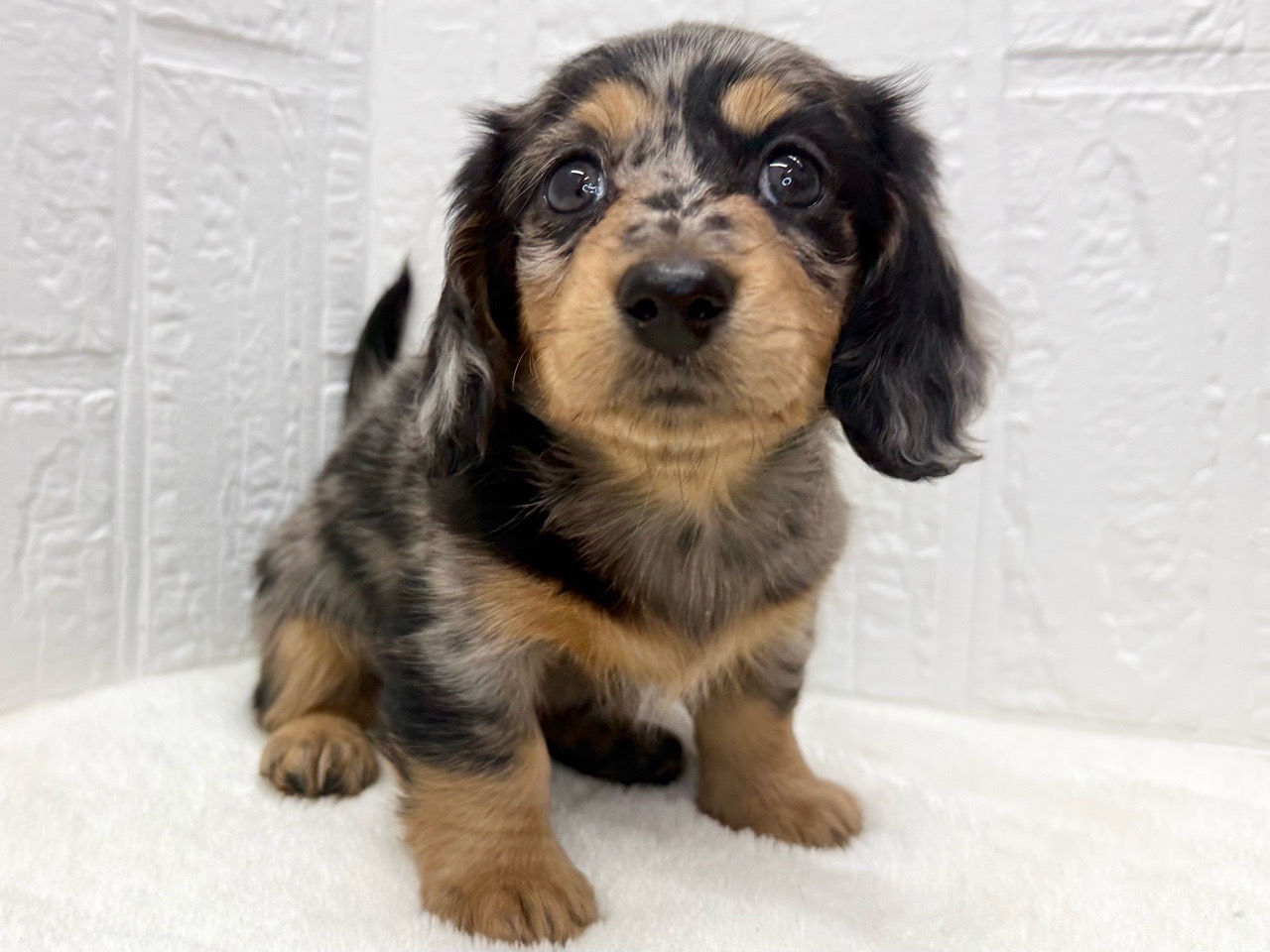 東京都のミニチュアダックスフンド(ロング) (かねだい青梅店/2025年9月12日生まれ/女の子/シルバーダップル)の子犬の3枚目の画像