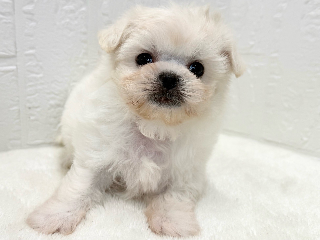 東京都のペキマル/マルペキ(ペキニーズ×マルチーズ) (かねだい青梅店/2025年9月16日生まれ/女の子/ホワイト)の子犬の3枚目の画像