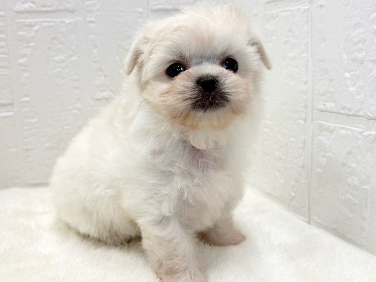 東京都のペキマル/マルペキ(ペキニーズ×マルチーズ) (かねだい青梅店/2025年9月16日生まれ/女の子/ホワイト)の子犬の4枚目の画像