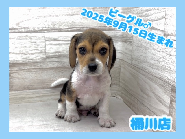 埼玉県のビーグル (かねだい桶川店/2025年9月15日生まれ/男の子/ブラックタンホワイト)の子犬の1枚目の画像