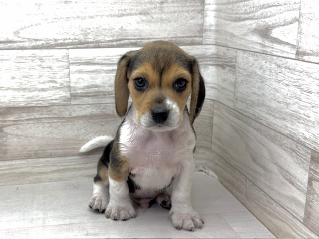埼玉県のビーグル (かねだい桶川店/2025年9月15日生まれ/男の子/ブラックタンホワイト)の子犬の2枚目の画像