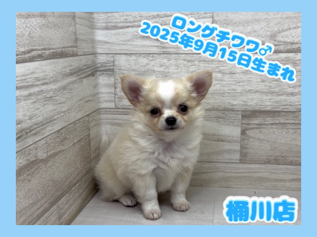 埼玉県のチワワ(ロング) (かねだい桶川店/2025年9月15日生まれ/男の子/ホワイトクリーム)の子犬の1枚目の画像