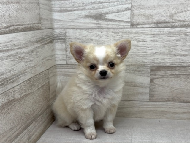 埼玉県のチワワ(ロング) (かねだい桶川店/2025年9月15日生まれ/男の子/ホワイトクリーム)の子犬の2枚目の画像