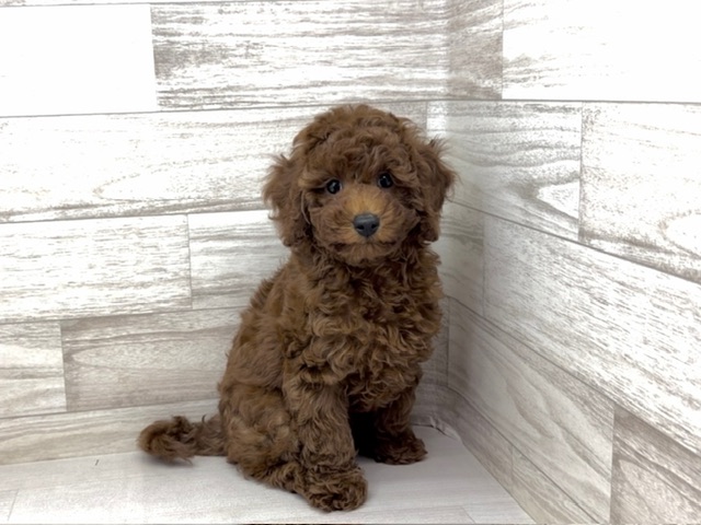 埼玉県のトイプードル(トイ) (かねだい桶川店/2025年9月12日生まれ/男の子/レッド)の子犬の2枚目の画像