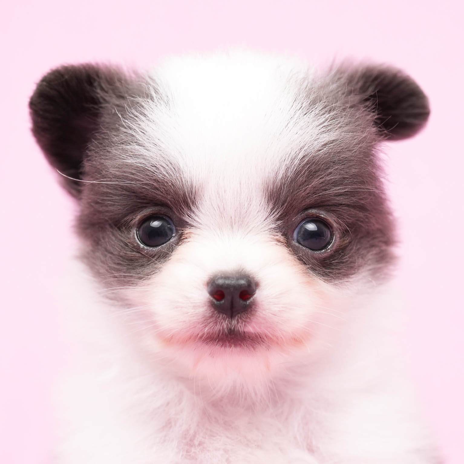 価格の安いチワワ ロング 株式会社かねだい