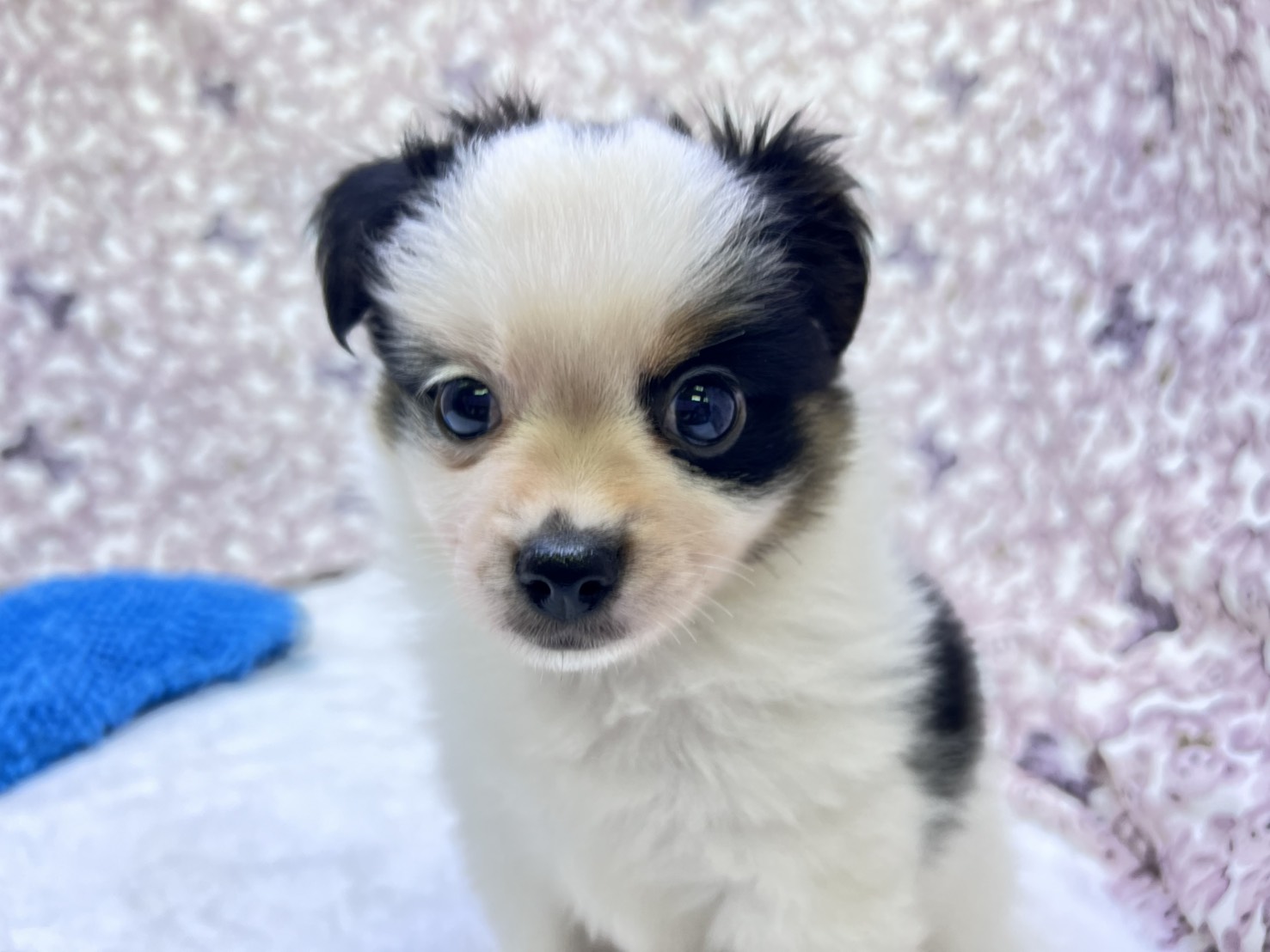 茨城県のパピチー/チワパピ(パピヨン×チワワ) (かねだいペットトライアル利根川/2025年9月6日生まれ/男の子/その他色)の子犬の2枚目の画像