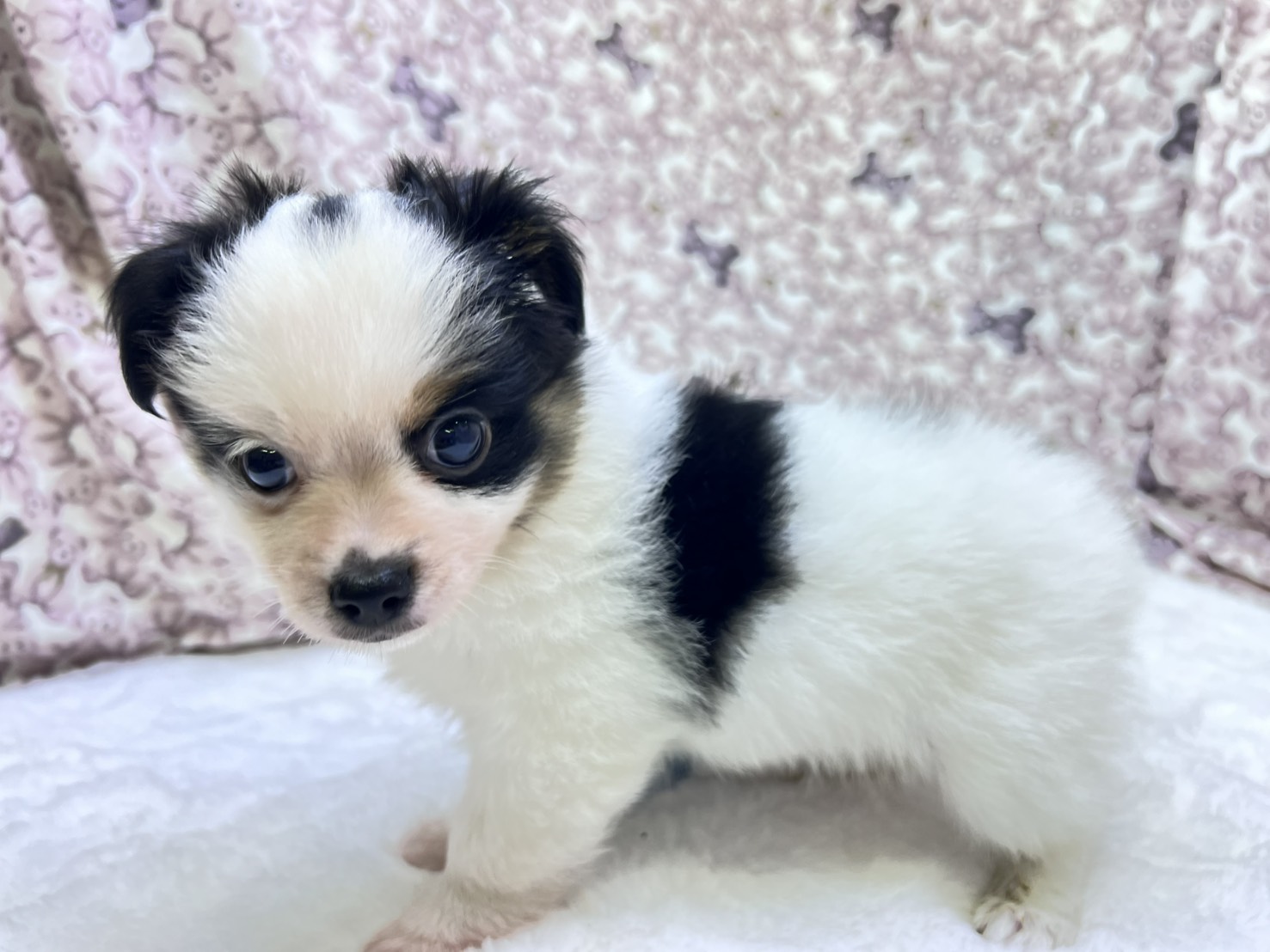 茨城県のパピチー/チワパピ(パピヨン×チワワ) (かねだいペットトライアル利根川/2025年9月6日生まれ/男の子/その他色)の子犬の3枚目の画像