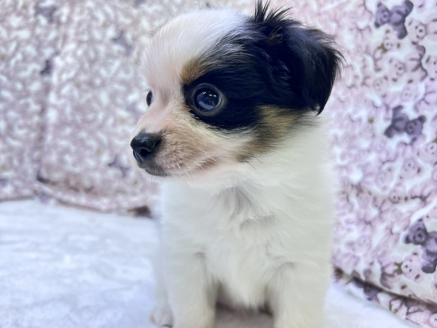 茨城県のパピチー/チワパピ(パピヨン×チワワ) (かねだいペットトライアル利根川/2025年9月6日生まれ/男の子/その他色)の子犬の4枚目の画像